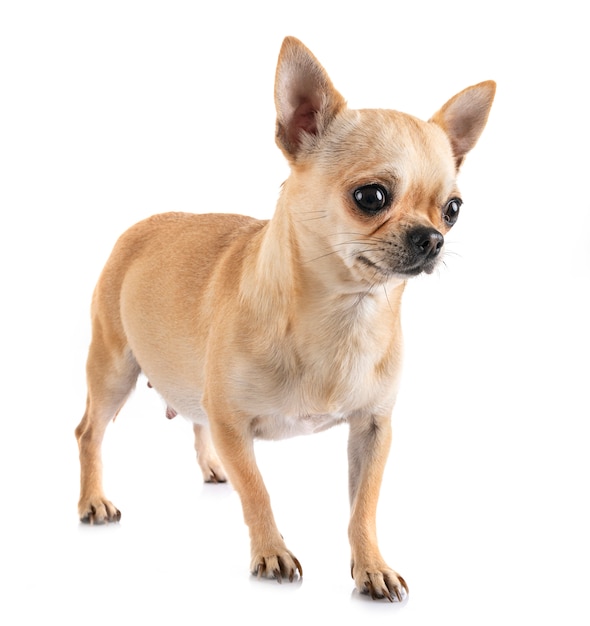 chihuahua incinta