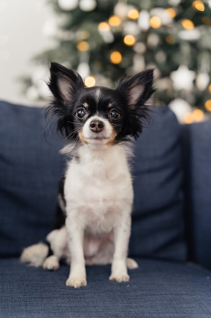 Chihuahua nero del cane su una poltrona blu davanti all'albero di Natale