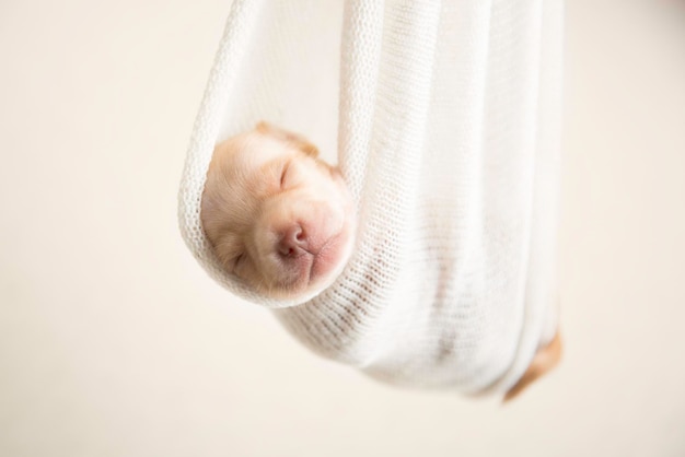 Chihuahua pura razza Cuccioli appena nati super dolci che dormono in studio fotografico per animali domestici