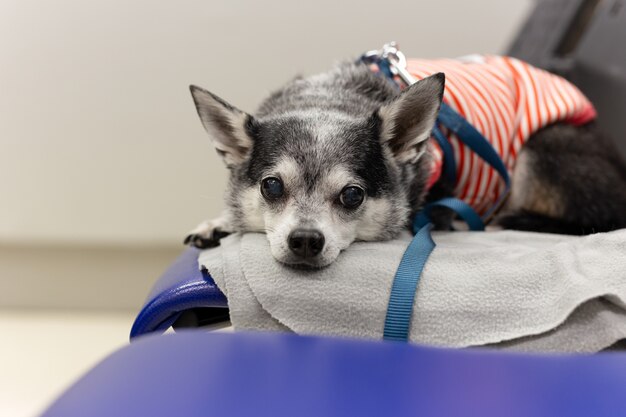 Chihuahua sdraiata su una sedia all'ospedale per animali.