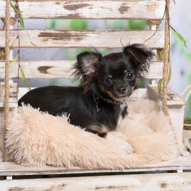 Chihuahua sdraiato su un cuscino, in decorazione pastorale