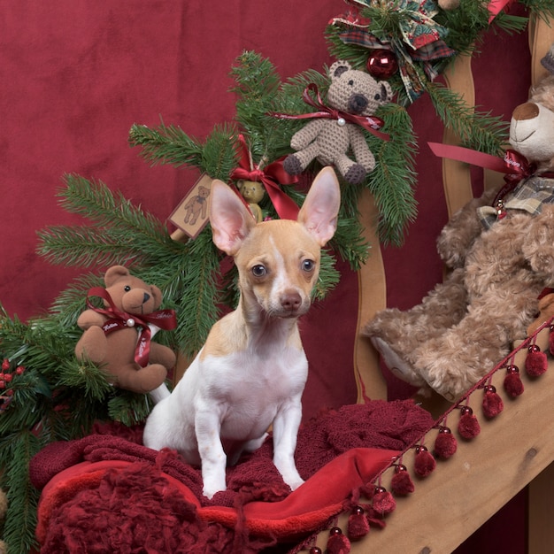 Chihuahua seduto nella decorazione di Natale