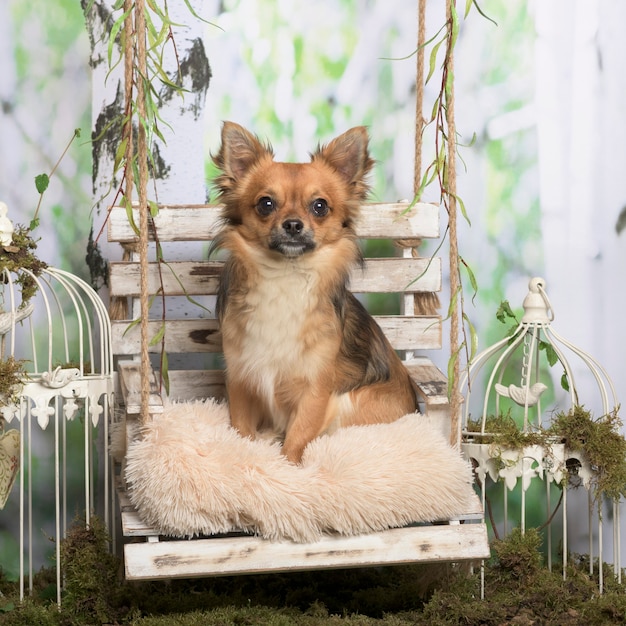 Chihuahua seduto su un cuscino, in decorazione pastorale