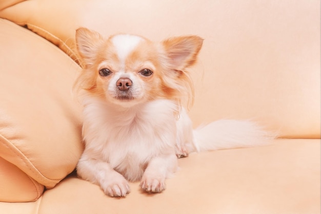 Chihuahua si trova su un divano beige Animale da compagnia Bellissimo mini cane macchiato bianco adulto
