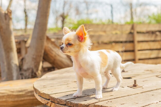 Chihuahua sta sul tavolo da giardino. Il cane cammina nel parco. Chihuahua marrone e bianco.