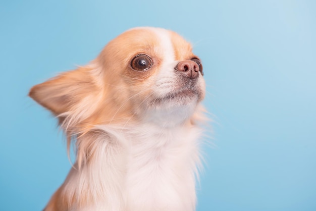 Chihuahua su sfondo blu Il cane della razza Chihuahua è di colore bianco e rosso a pelo lungo