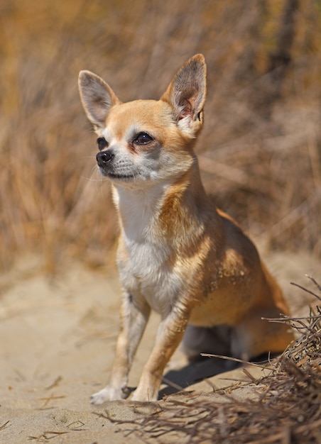 chihuahua sulla spiaggia