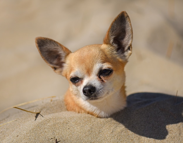 chihuahua sulla spiaggia