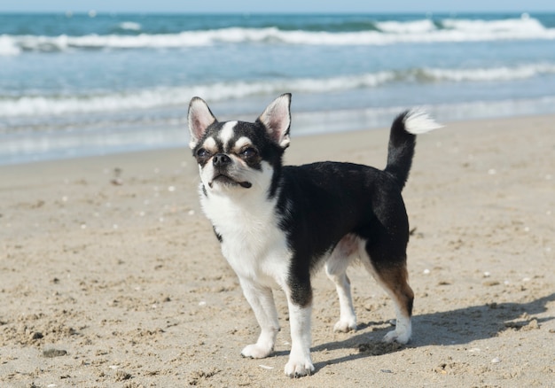 chihuahua sulla spiaggia