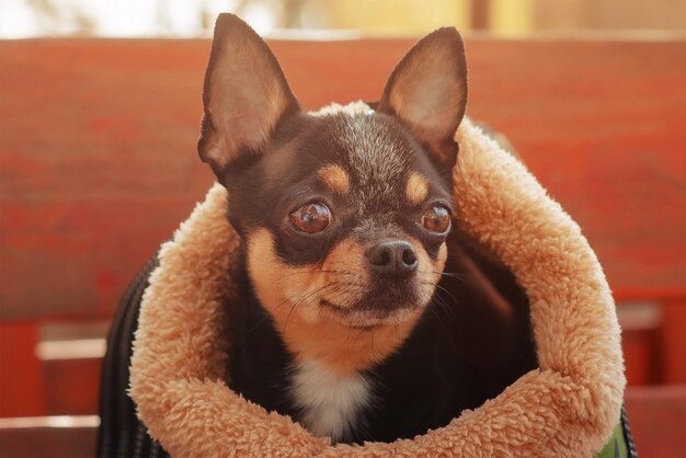 Chihuahua tricolore nero bianco marrone in una borsa da trasporto Ritratto di un cane adulto Un animale domestico durante una passeggiata