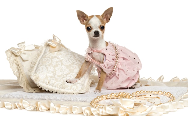 Chihuahua vestita che si siede su un tappeto isolato su bianco