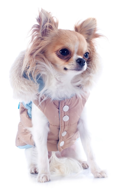 Chihuahua vestita