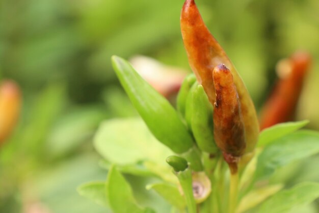 Chili Peppers in giardino