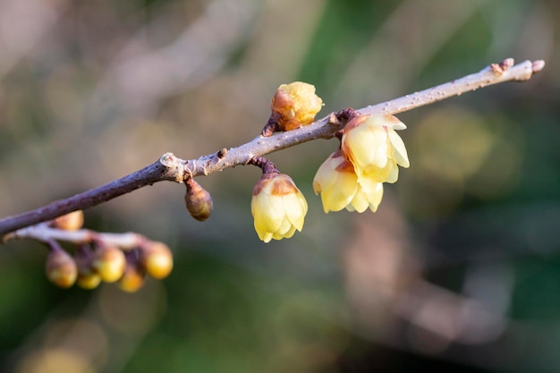 Chimonanthus praecox in controluce all'inizio della primavera