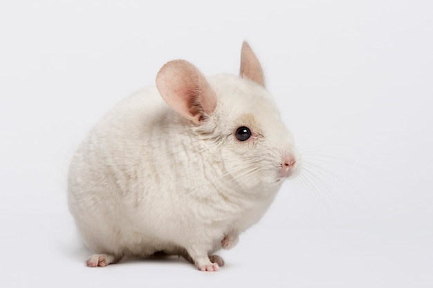 Chinchilla (6 anni)