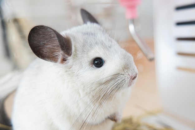 Chinchilla cute pet pelliccia capelli bianchi soffici e occhi neri Primo piano animale roditore adorabile addomesticato orecchio grigio guardando la fotocamera I mammiferi felini sono soffici e giocosi