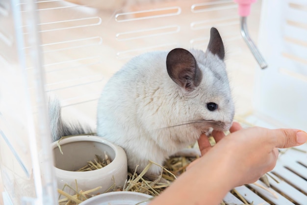 Chinchilla cute pet pelliccia capelli bianchi soffici e occhi neri Primo piano animale roditore adorabile addomesticato orecchio grigio guardando la fotocamera I mammiferi felini sono soffici e giocosi