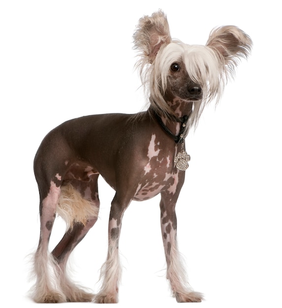 Chinese Crested Dog, 10 mesi, in piedi