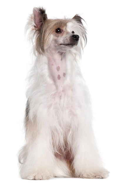 Chinese Crested Dog, 2 anni