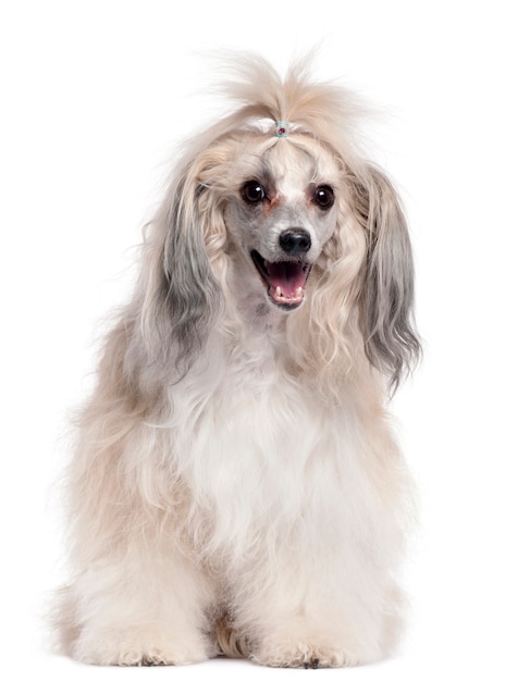 Chinese Crested Dog, 3 anni,