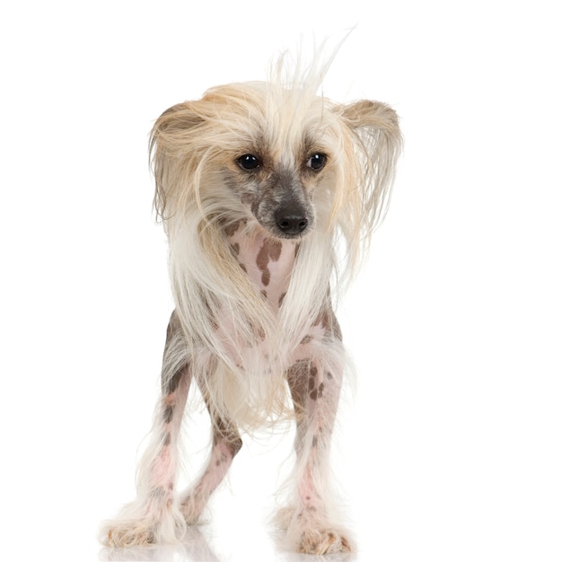 Chinese Crested Dog - Hairless