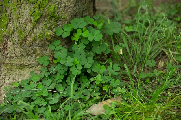 Chiodi di garofano su un tronco d'albero e muffa verde