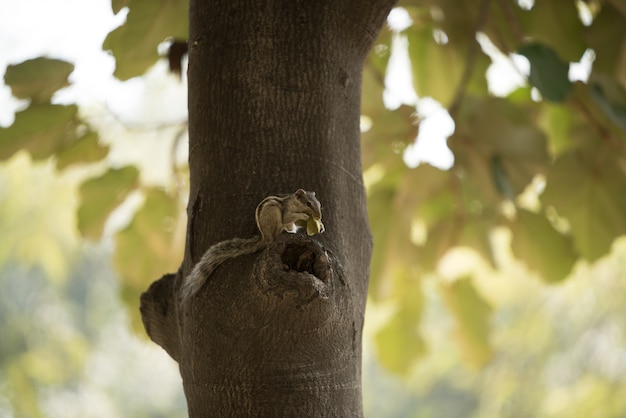 chipmunk albero