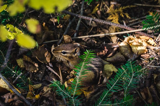 Chipmunk nascosto dal sentiero sotto un sempreverde