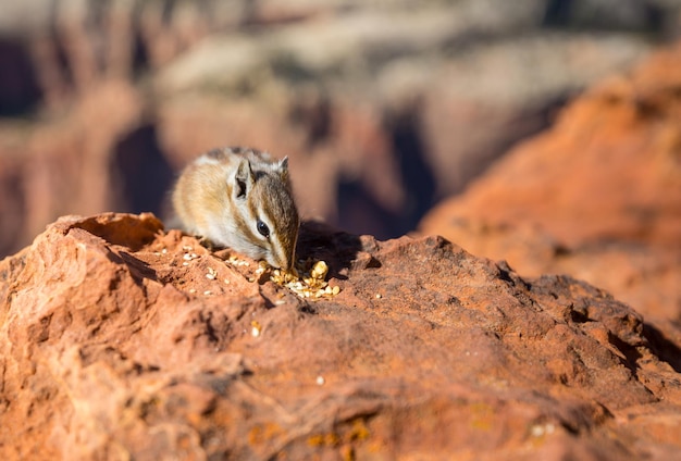 chipmunk