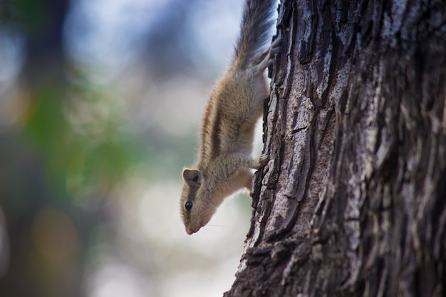 Chipmunk