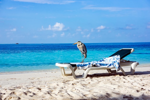 Chirone grigio su una sedia a sdraio in spiaggia. Oceano Indiano delle Maldive.