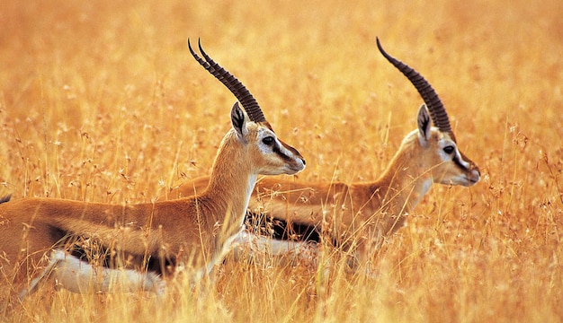 Chiru dell'antilope tibetana del tesoro nazionale cinese