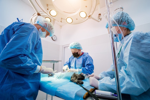 Chirurghi veterinari in sala operatoria facendo castrazione del gatto