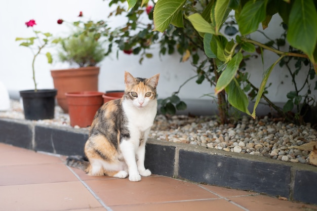 Chita calico cat in cortile guarda la telecamera nel pomeriggio estivo a casa