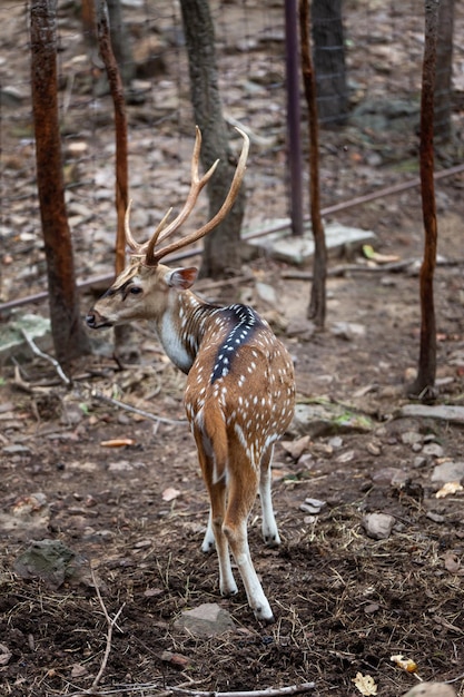 Chital Cheetal Cervi macchiati Parco nazionale dei cervi dell'Asse in Thailandia