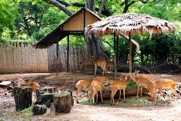 Chital o cervo maculato in gabbia al parco pubblico di Bangkok in Thailandia per i thailandesi e i viaggiatori stranieri che camminano visitano e viaggiano alla ricerca