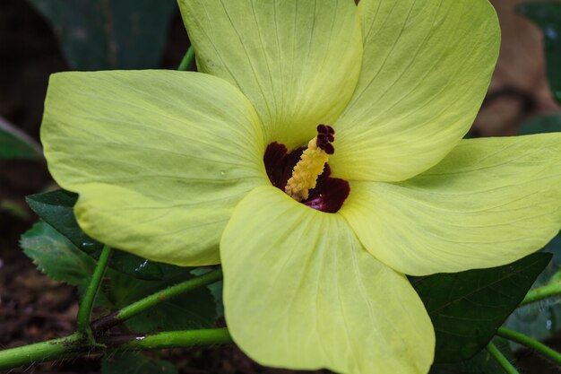 Chiuda il polline dei fiori