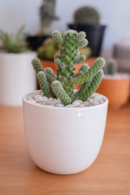 Chiuda in su cactus per la tavola di legno della decorazione domestica