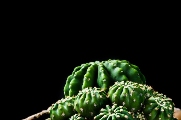 Chiuda in su cactus su sfondo nero