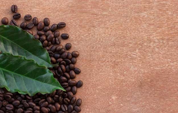 Chiuda in su chicchi di caffè e foglia verde fresca