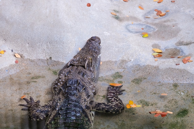 Chiuda in su dei coccodrilli in Tailandia