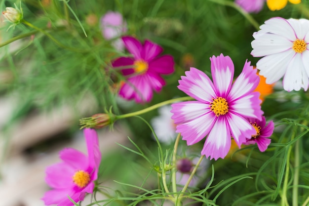 Chiuda in su dei fiori dell'universo nel giardino