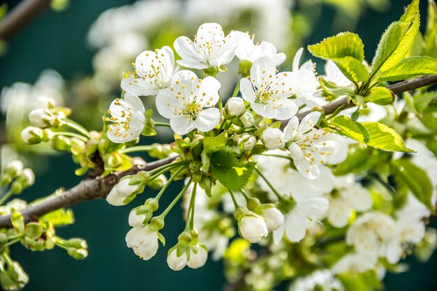 Chiuda in su dei fiori di fioritura della ciliegia