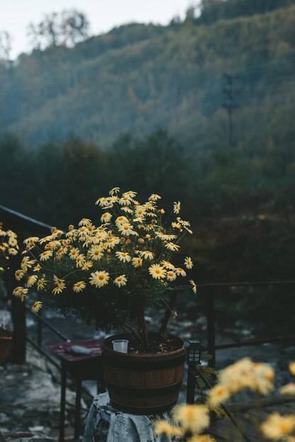 Chiuda in su dei fiori gialli delle montagne.