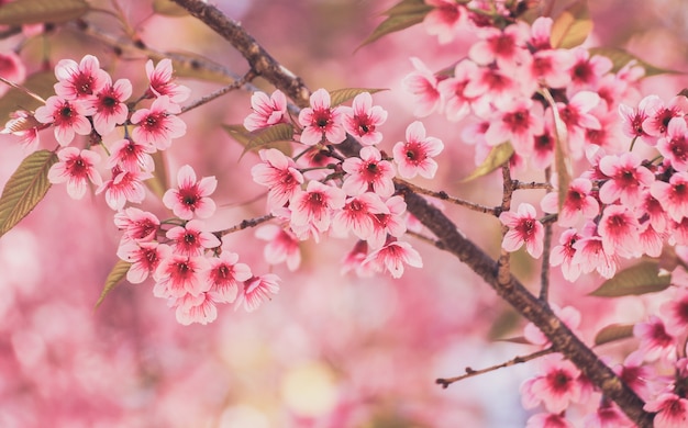 Chiuda in su dei fiori selvaggi della ciliegia dell&#39;Himalaya o Sakura