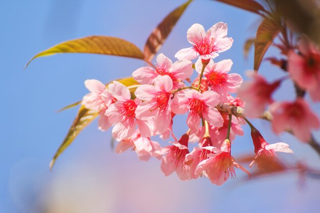 Chiuda in su dei fiori selvaggi della ciliegia dell&#39;Himalaya o Sakura