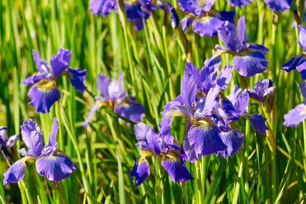 Chiuda in su dei fiori viola viola dell'iride. Iris fiore blu.
