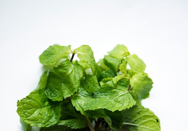 Chiuda in su dei fogli di menta fresca isolati su bianco