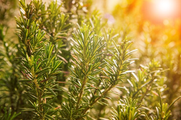 Chiuda in su dei fogli verdi del rosmarino nella piantagione di agricoltura