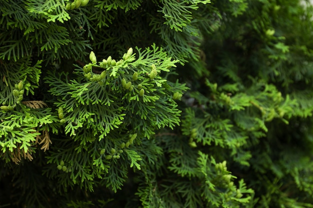 Chiuda in su dei rami verdi del thuja. Conifera